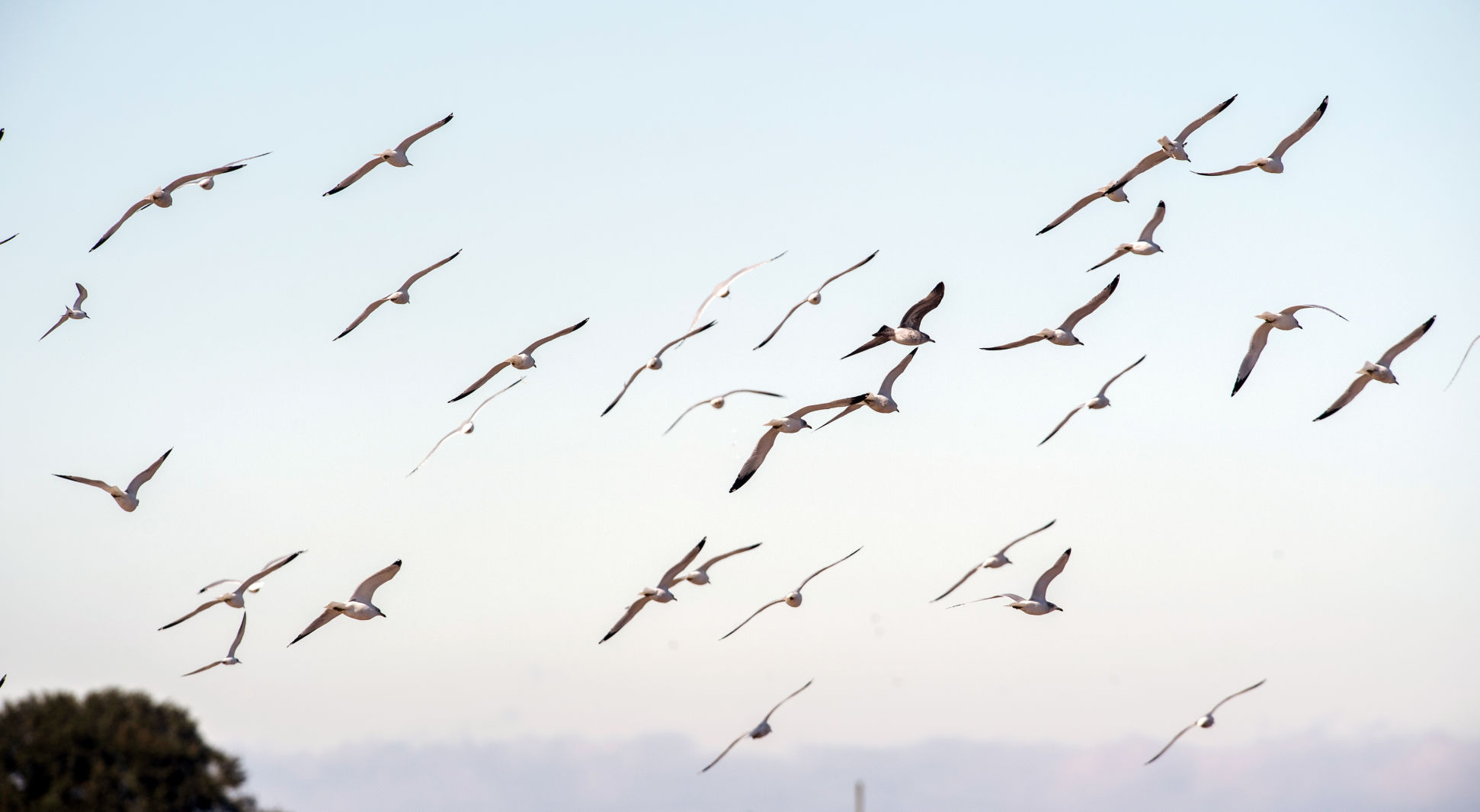 ACA.birdcount49.010619